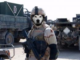 armydog